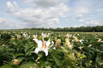 Unaniem ja, maar nu? Lochem krijgt handleiding voor lelieverbod van gemeente die het al deed