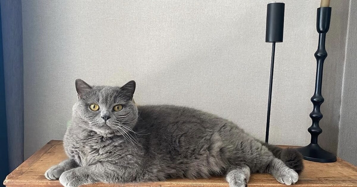 Heb jij Fien of Coco gezien? Deze twee huisdieren worden in Olst-Wijhe vermist