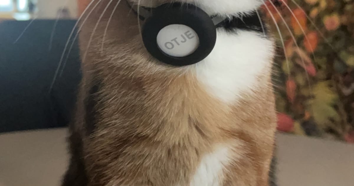 Heb jij Lola, Otje of Tijgertje gezien? Deze drie huisdieren worden in Deventer vermist