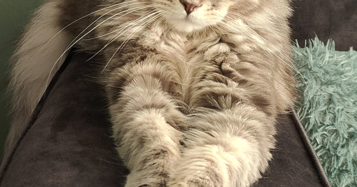 Heb jij Ollie gezien? Dit huisdier wordt in Heerde vermist