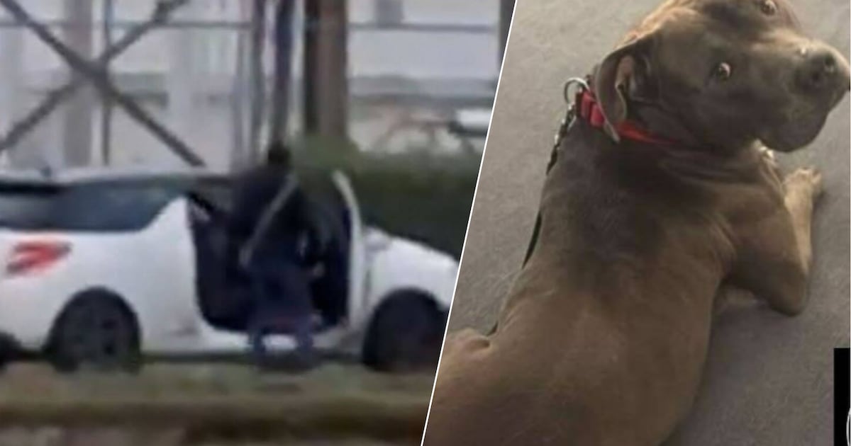 KIJK | Politie haalt hond Sparrow bij baasjes weg na het opduiken van deze schokkende video
