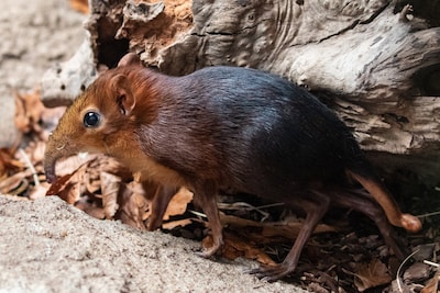 Zeldzame slurfhondjes te zien in Wildlands Emmen