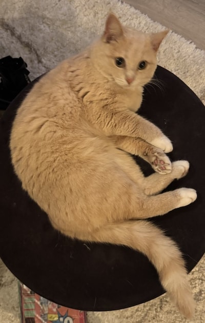 Heb jij Boncuk, Sjaan of Sammie gezien? Deze drie huisdieren worden in Brummen vermist
