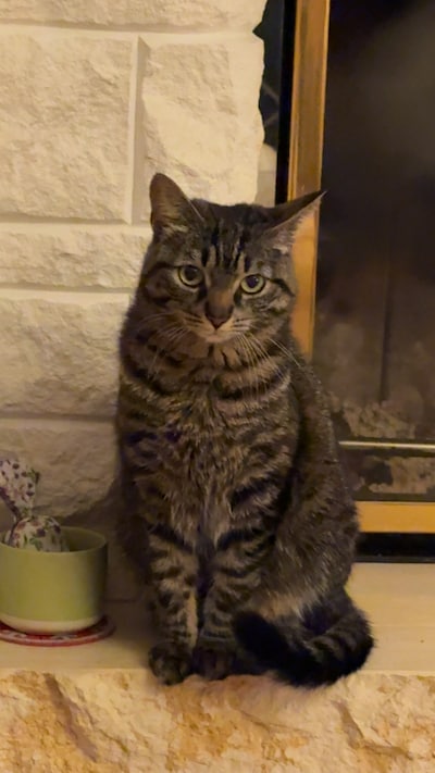 Heb jij Lina gezien? Dit huisdier wordt in Bronckhorst vermist