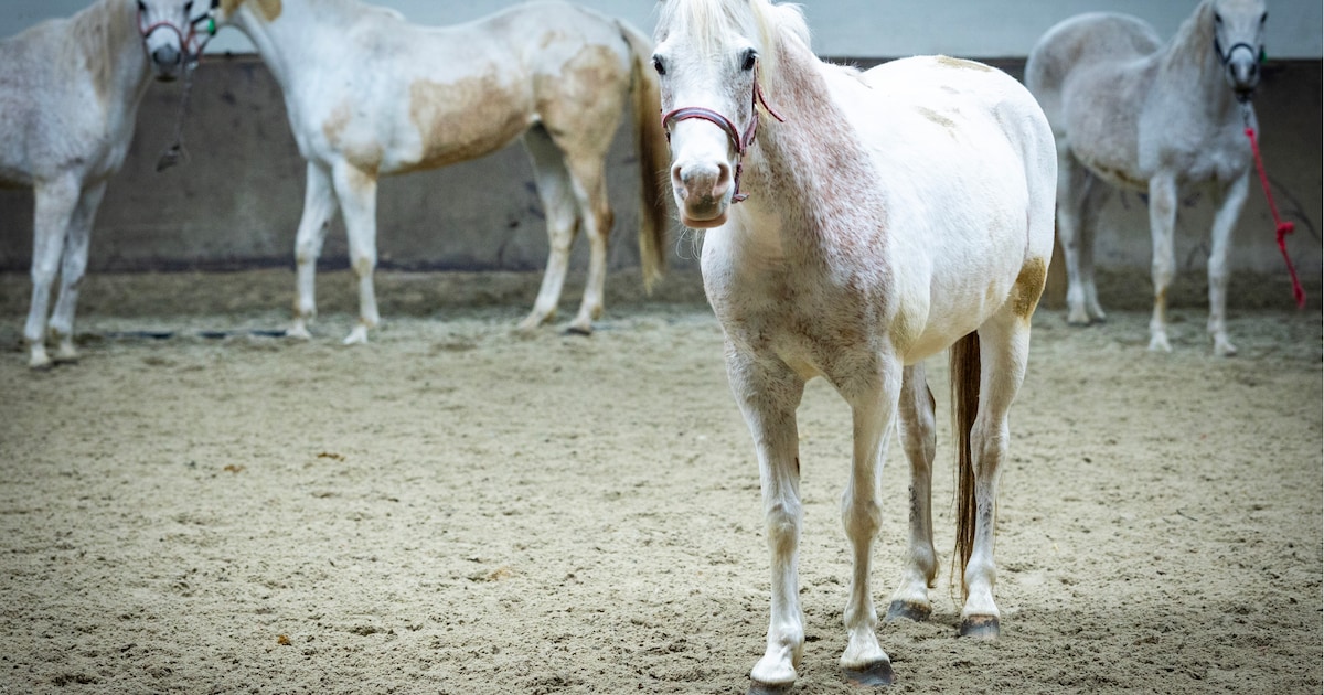 Negen paardenraces op de grasbaan in Emmeloord