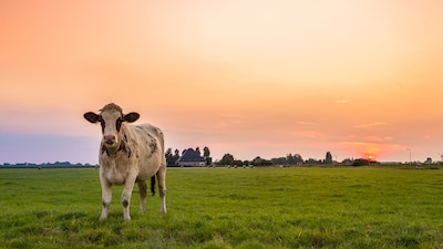 De Goed Gevulde Boerderij houdt open dag in Halle