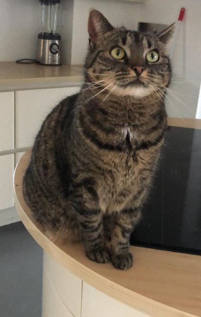 Heb jij Rosa, Jenny of Speedy gezien? Deze vijf huisdieren worden in Deventer vermist