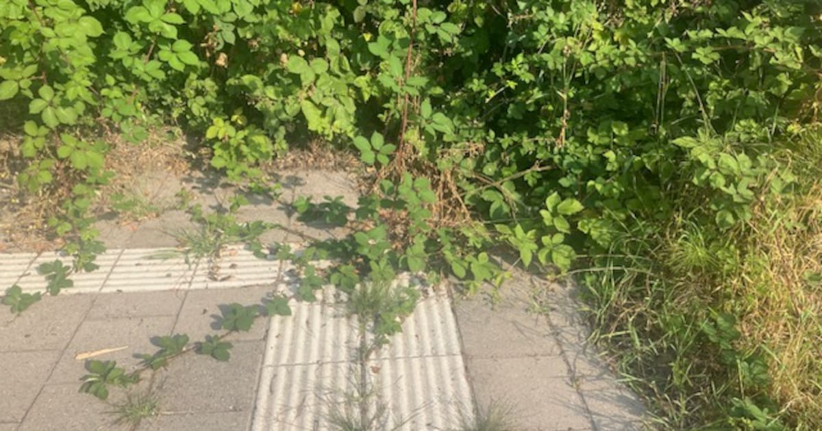 Gemeente Zeewolde legt aanpak van onkruid en gras uit