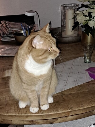 Heb jij Ginger, Guus of Simba gezien? Deze vier huisdieren worden in Epe vermist