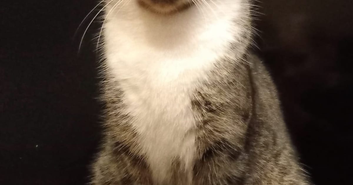 Heb jij Boef of Suz gezien? Deze twee huisdieren worden in Voorst vermist