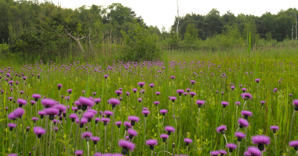 Informatieve excursie over Empese en Tondense heide
