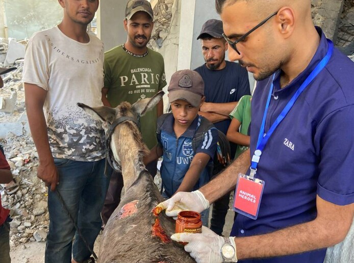 Ayed treats an injured donkey.