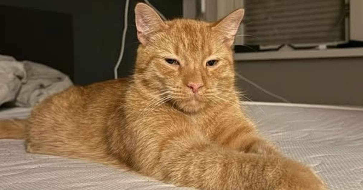 Heb jij Freek of Ivy gezien? Deze twee huisdieren worden in Meppel vermist