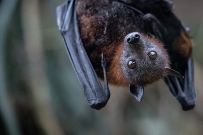 Ontdek de natuur tijdens de Week van de Biodiversiteit in Putten