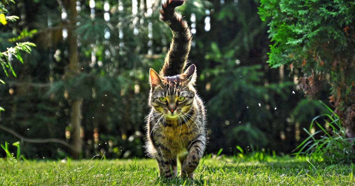 ‘Hondenbezitters krijgen veel beperkingen, terwijl kattenbezitters zich nergens iets van hoeven aan 