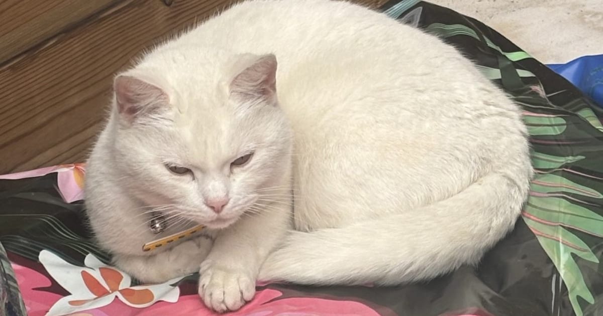 Heb jij Poes gezien? Dit huisdier wordt in Heerde vermist