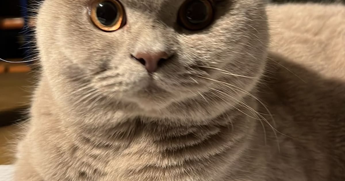 Heb jij Loki gezien? Dit huisdier wordt in Oldebroek vermist