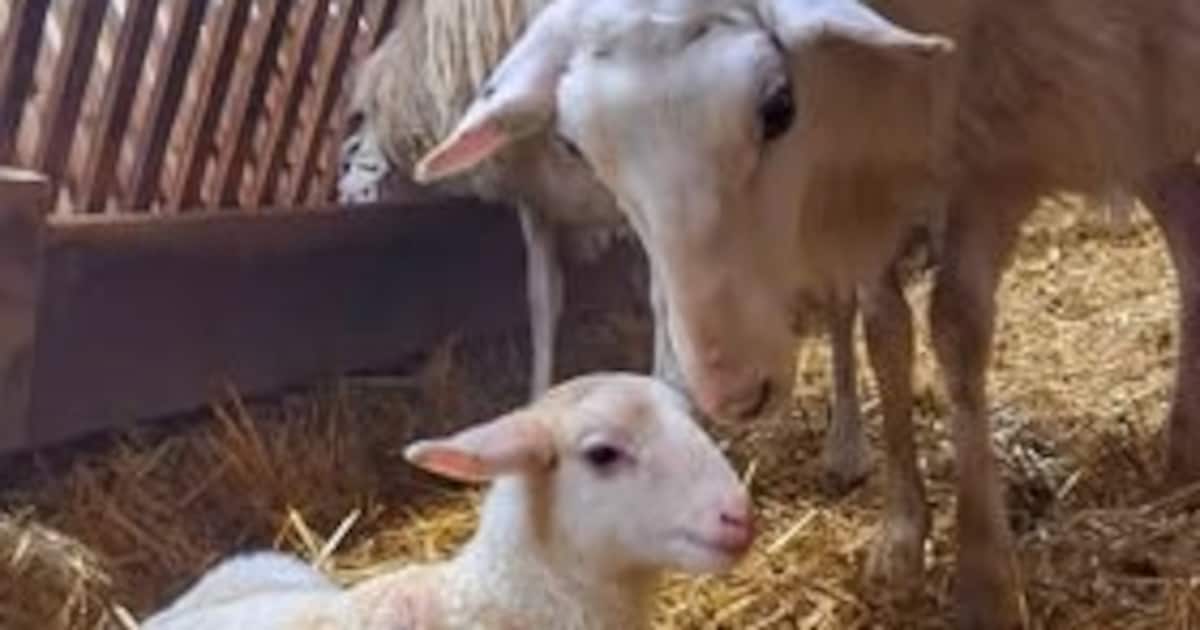 Eerste lammetje geboren in schaapskudde Epe-Heerde