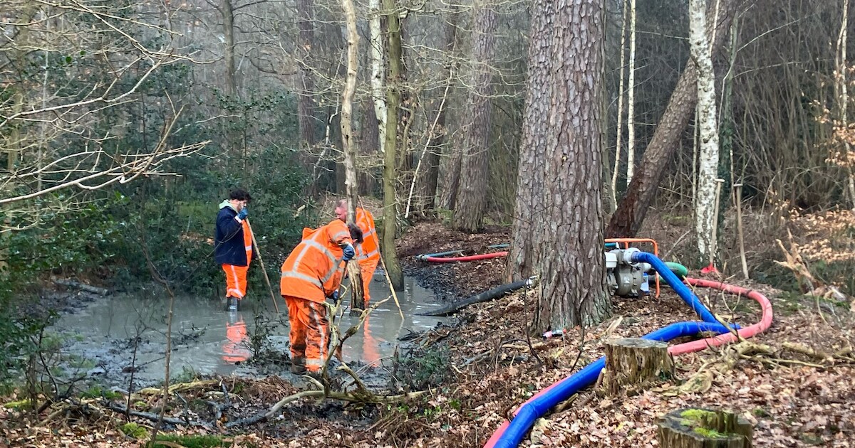 Twickel en dassenwerkgroep willen vervolging van Tennet: ‘Dassenburcht is verstoord en vernietigd’