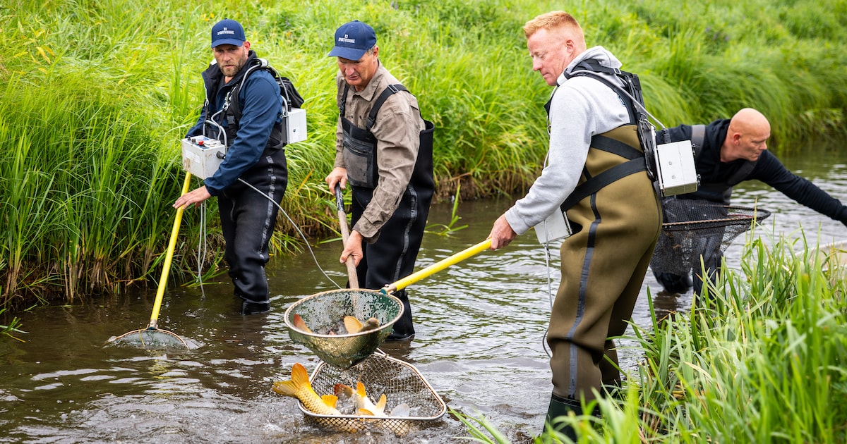 Vissers redden duizenden vissen uit drooggevallen sloten, maar déze vangst hadden ze niet verwacht
