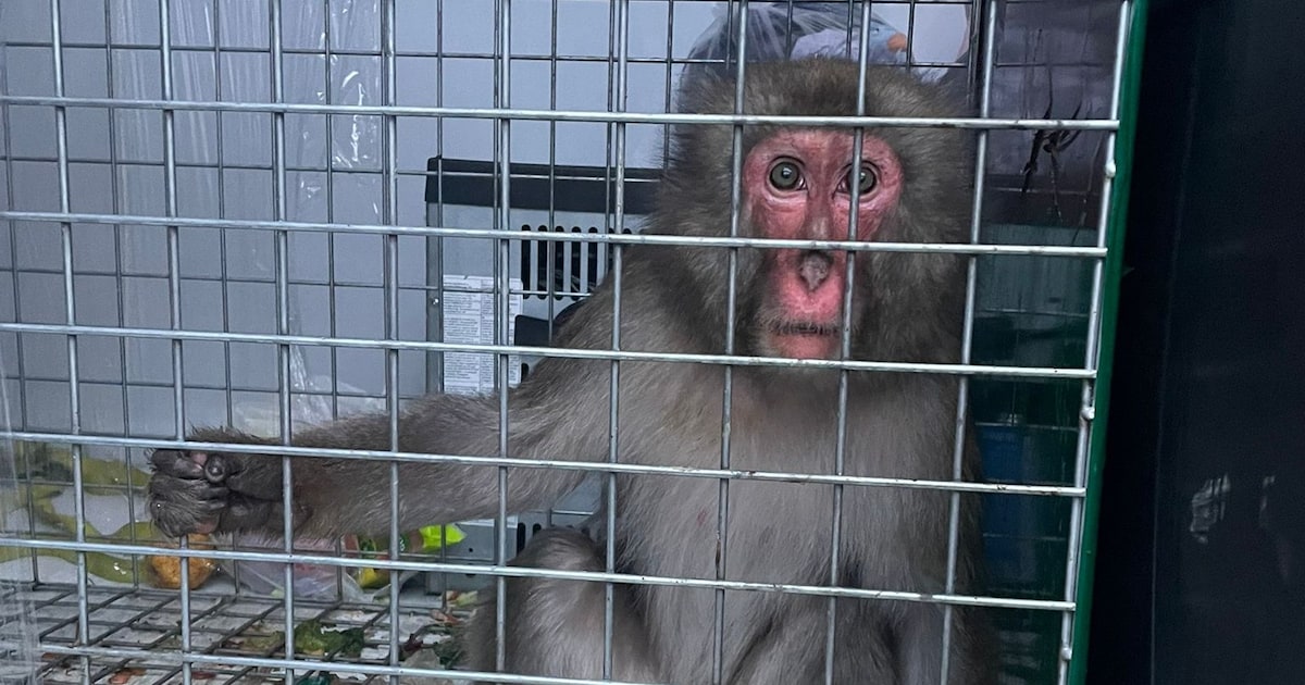 Als de medewerker van Stichting AAP naar Slowakije rijdt voor vier apen, komt hij met eentje terug: 