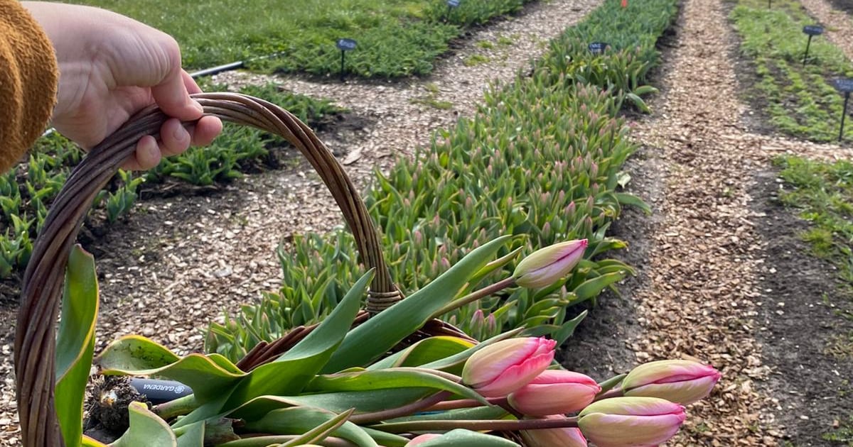 Zelf tulpen plukken in Zeewolde kan bij tuinderij Groene Pluk