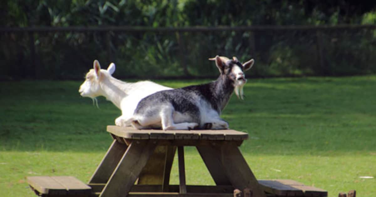 Dierenweide Aa-weide genomineerd voor Overijsselse Vrijwilligersprijs