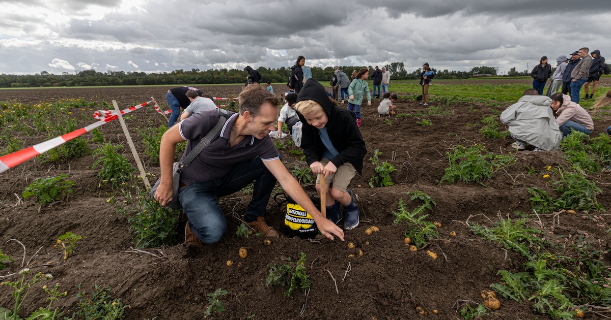 De aardappel wordt gevierd op het erf van boer Florian: ‘Toch wel hard werken op zo’n boerderij’