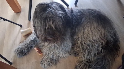 Heb jij Teyke gezien? Dit huisdier wordt in Hellendoorn vermist