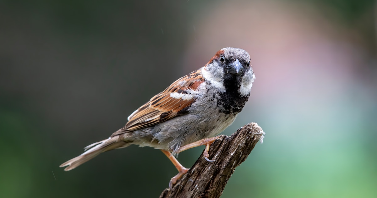 Vogelliefhebbers kunnen aanschuiven op informatieavond in Dronten