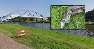 Martin gooit zijn hond met vastgebonden poten in kanaal Zwolle, maar wijst nu naar iemand anders
