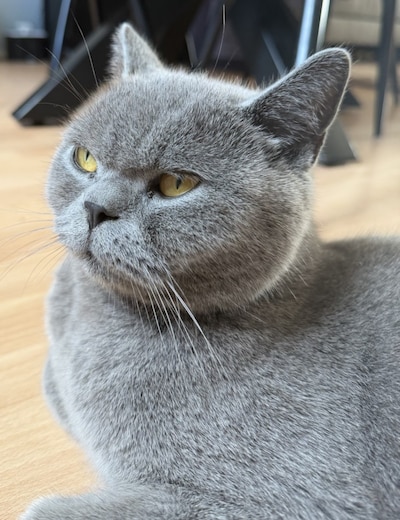 Heb jij Liefe of Bobbie gezien? Deze twee huisdieren worden in Brummen vermist