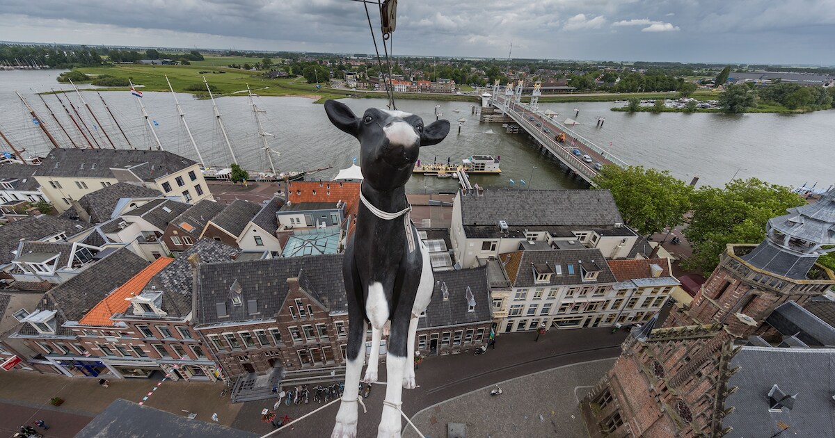 Maandje rust voor Kamper koe