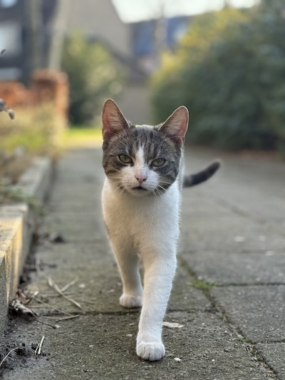 Heb jij Liv of Eleanor gezien? Deze twee huisdieren worden in Nijkerk vermist