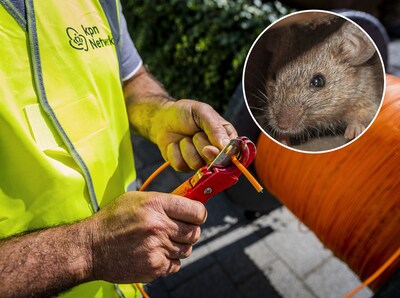 Geen internet bij Danny uit Deventer: ‘Rat had glasvezelkabel doorgebeten’