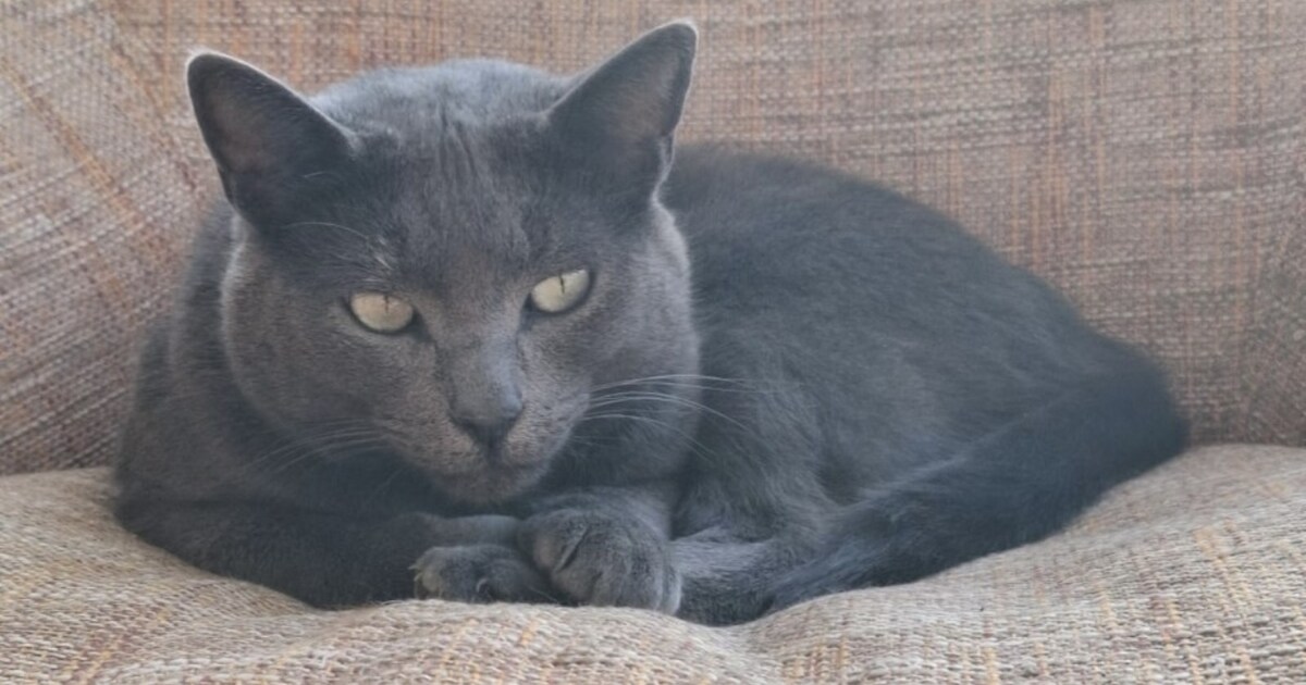 Heb jij Storm gezien? Dit huisdier wordt in Heerde vermist