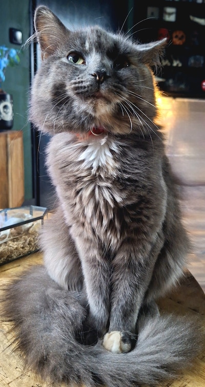 Heb jij Sasha of Ember gezien? Deze twee huisdieren worden in Hellendoorn vermist