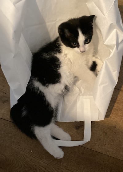 Heb jij Roxy, Pip of Kit gezien? Deze drie huisdieren worden in Putten vermist