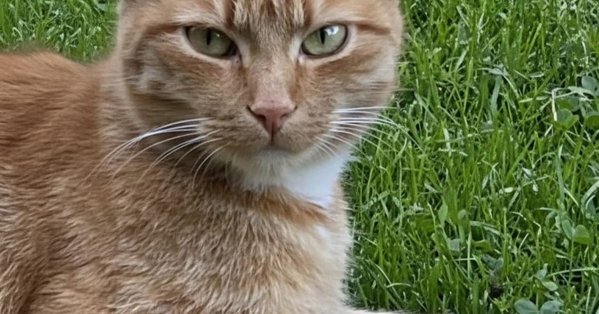 Heb jij Truus, Mambo of Pip gezien? Deze drie huisdieren worden in Ermelo vermist