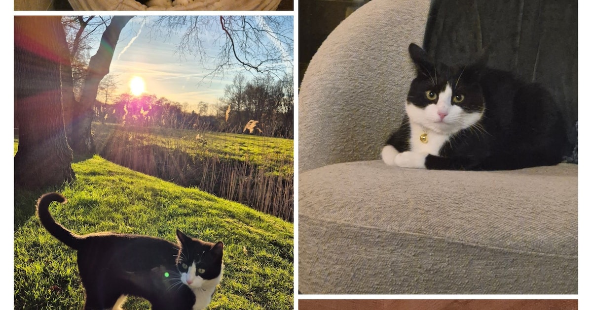 Heb jij Pieter of Stitch gezien? Deze twee huisdieren worden in Ermelo vermist
