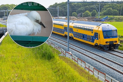 Machinist Rutger (34) neemt gewonde ooievaar mee in de trein: ‘Ik zag meteen dat het niet goed was’