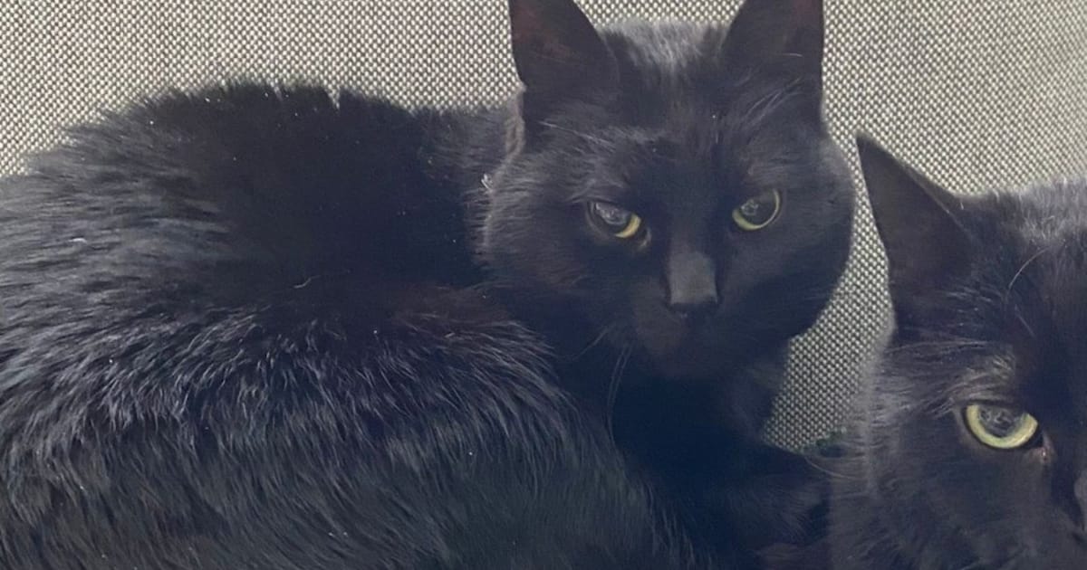 Heb jij Luna gezien? Dit huisdier wordt in Hellendoorn vermist
