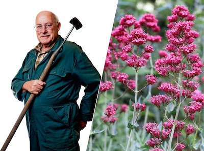 Deze ondergewaardeerde plant is een makkelijke bloeier