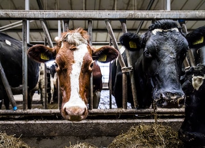 Moet deze melkveehouder alsnog 36.793,06 euro aan fosfaatrechten betalen?