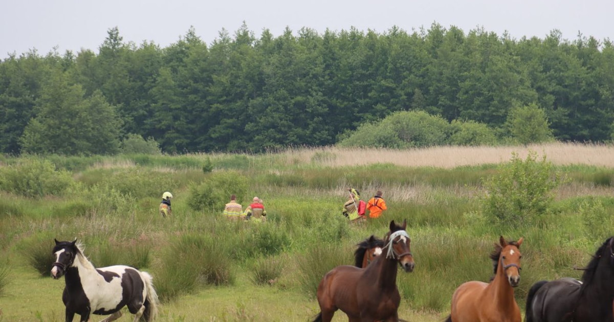 Angstige momenten in veenmoeras Wanneperveen: vrouw vast in drijfzand