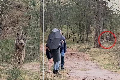 Probleemwolf op Hoge Veluwe opnieuw gespot, maar jagers krijgen hem niet te pakken (en de tijd dring