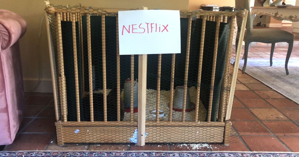 Dit stuurden jullie in: Kuikens in Heerde kijken Nestflix • Nog drie clubiconen nemen afscheid bij v