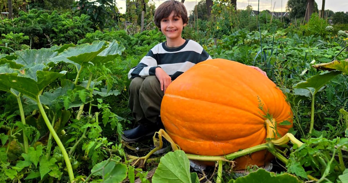 Guus (8) kweekt reuzenpompoen: ‘We hebben genoeg voor wel twintig maanden soep’