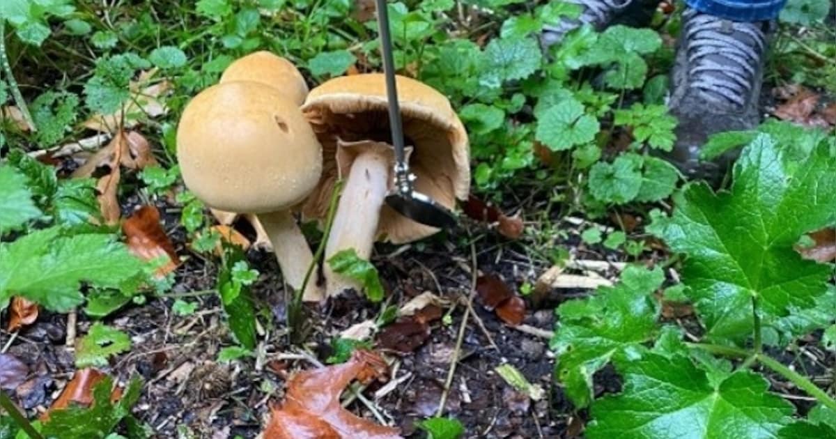 Paddenstoelenexcursie op landgoed Nimmerdor in Amersfoort