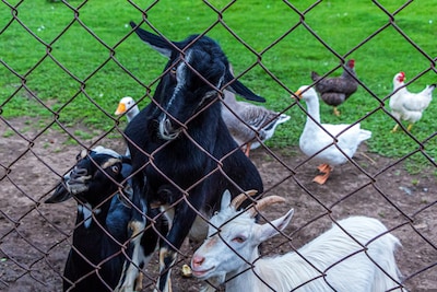 De ganzen en geiten staan verbouwereerd te kijken naar die mensen met jurken en nette schoenen aan